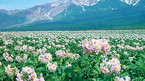 旭野やまびこ高地