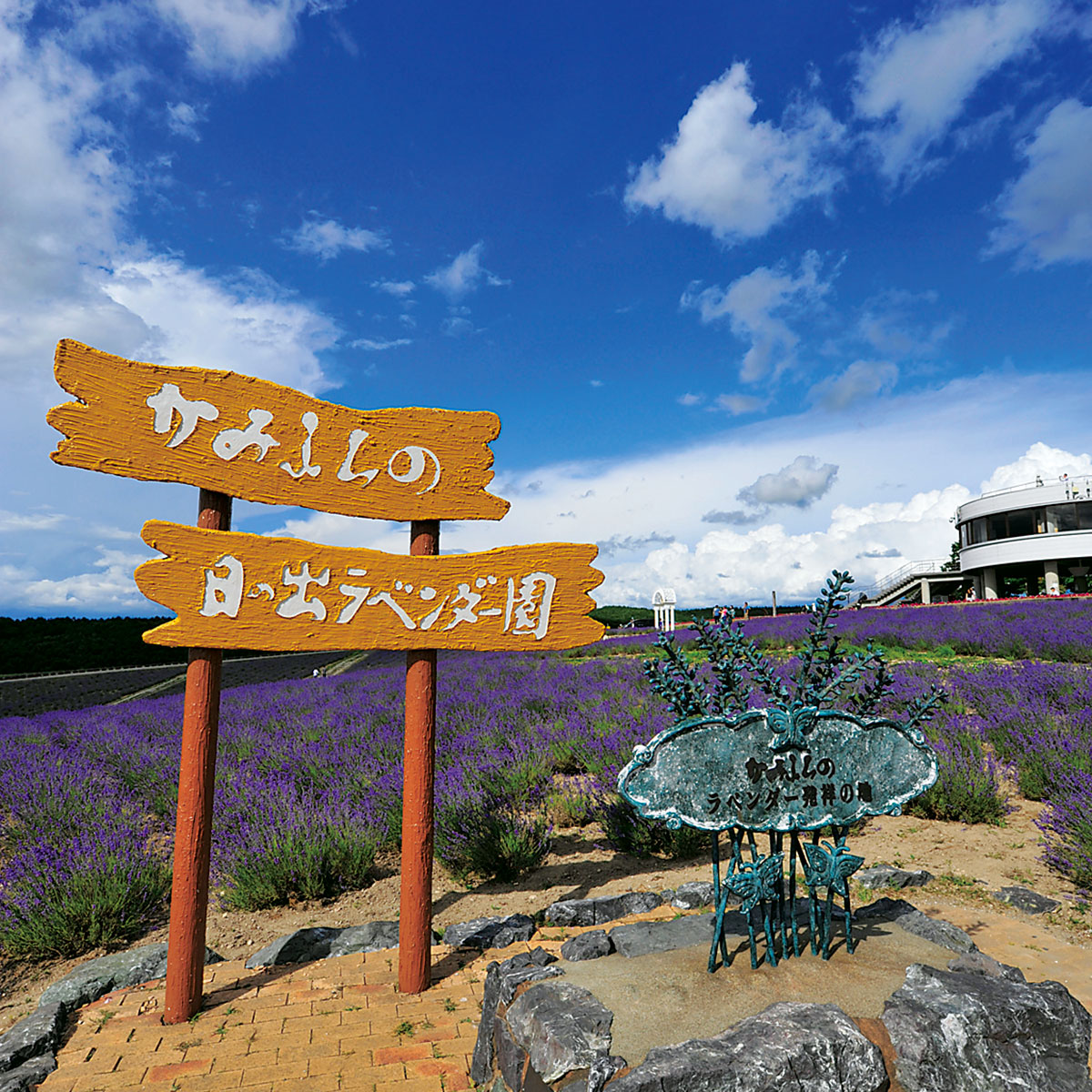 ラベンダー、十勝岳・ホップの写真(北海道上富良野町)