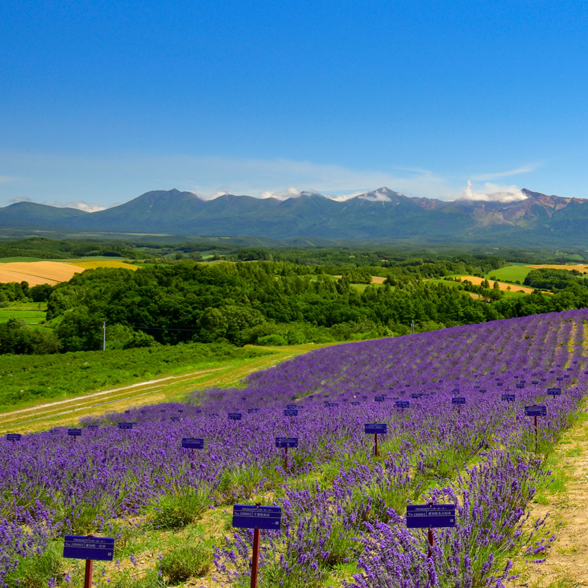 ラベンダーオーナー情報の写真(北海道上富良野町)